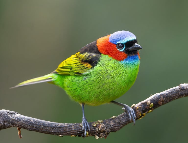 Red-necked tanager in Ubatuba feeders