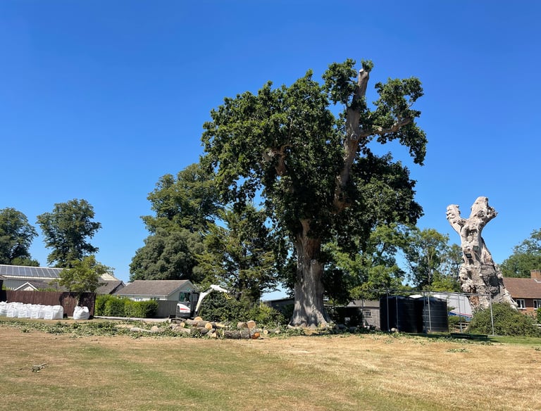 big oak tree