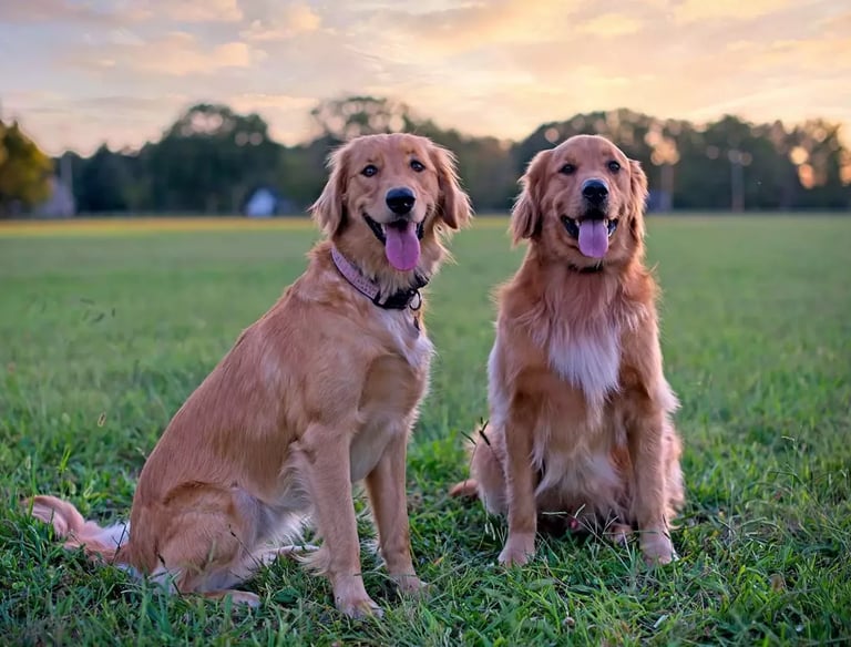 Owner practicing obedience routine with Barkbnb trainer Roseville