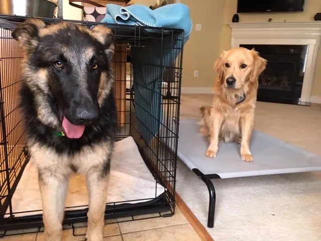 Dog learning impulse control with trainer guidance Roseville CA