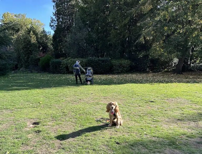 Puppy building confidence in public training meet-up Sacramento