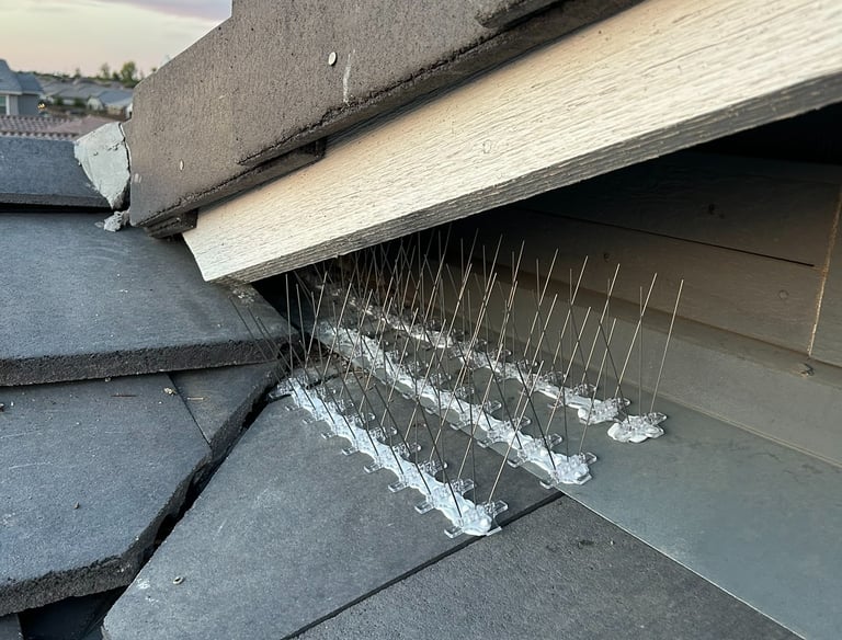 bird spike installed beneath roof overhang where pigeons were nesting in phoenix arizona