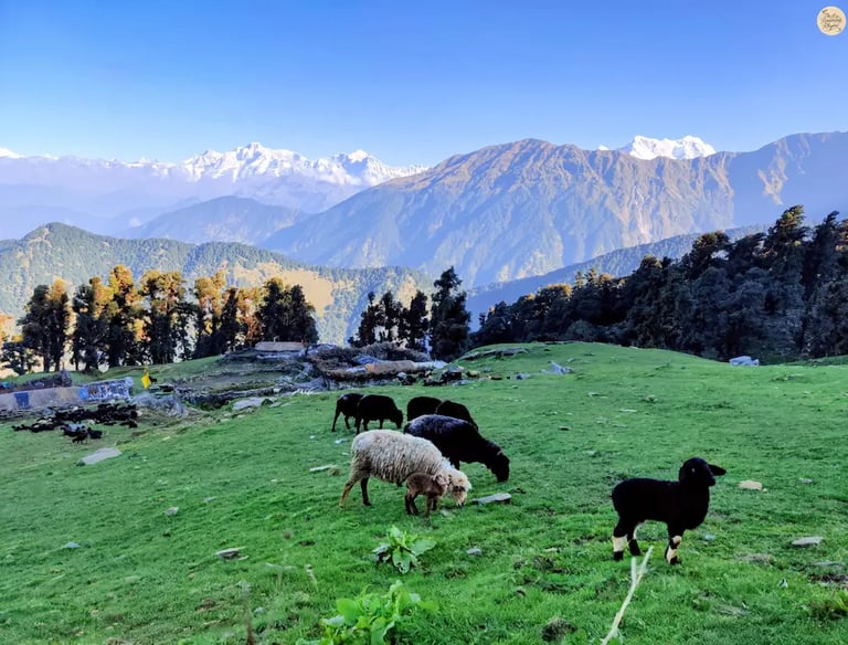 Himalayan sheep grazing in Chopta meadows, Uttarakhand Himalayas, serene alpine landscape.