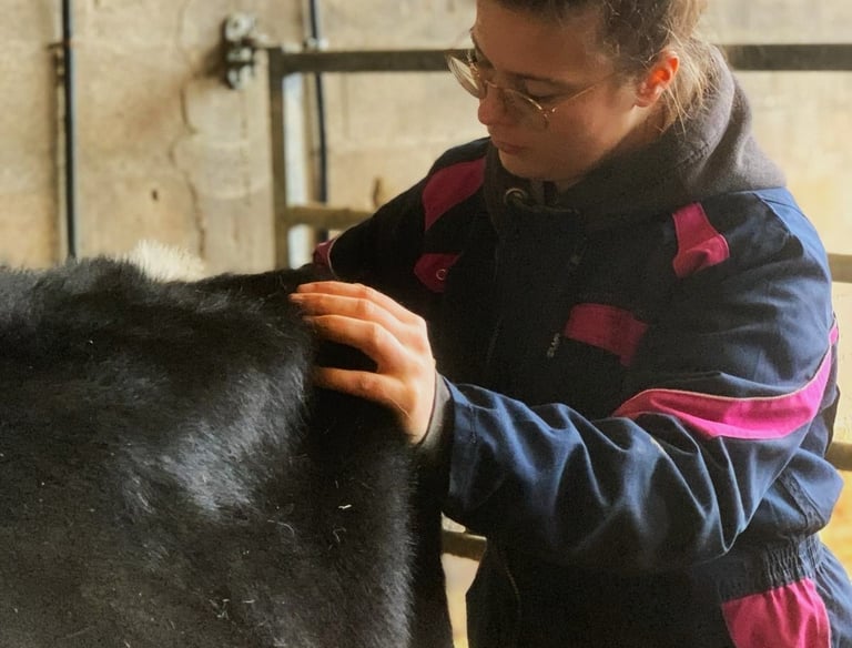 Ostéopathie animale chez le bovin, accompagnement de la vache post mise-bas ou dans le suivi laitier