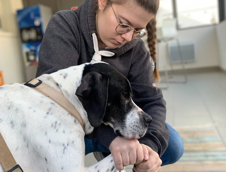 Ostéopathie animale chez le chien pour ainsi apporter du confort