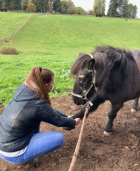 Ostéopathie animale chez le cheval, poney, âne : jeune, âgé, sportif, compétition