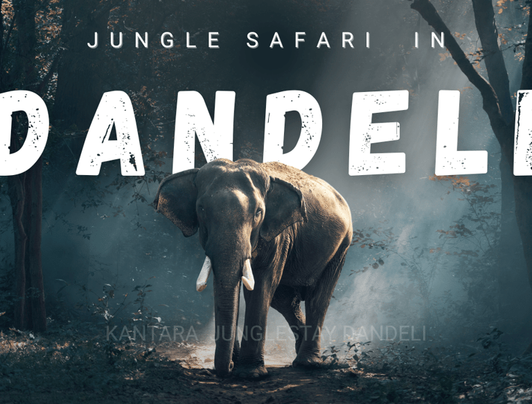 dandeli jungle safari for wildlife experience in dandeli