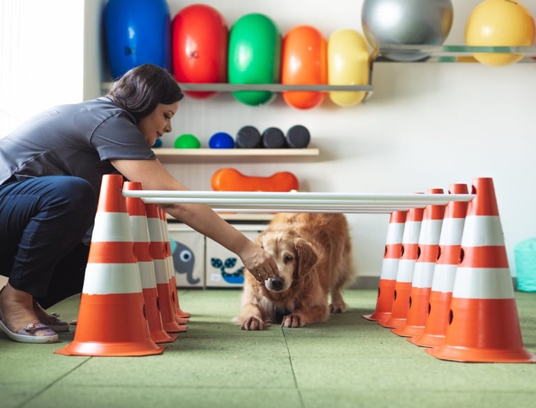 fisioterapia-veterinaria-jardim-sao-paulo