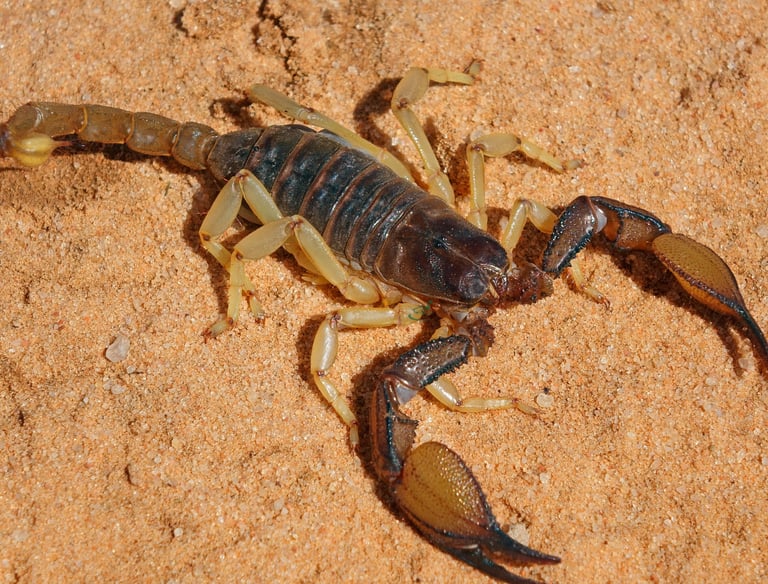 escorpião-extermimpraga