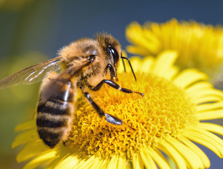 abelhas-extermimpraga