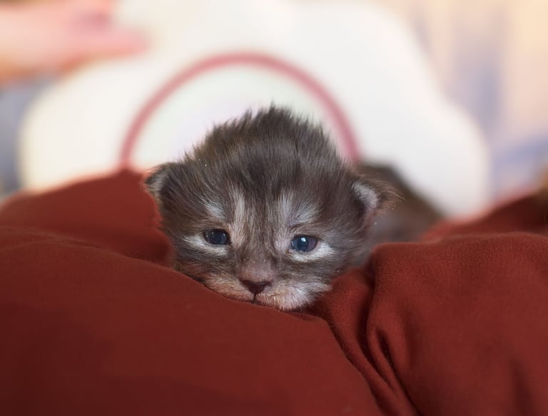 A tiny newborn tabby kitten with blue eyes resting on a soft red blanket.