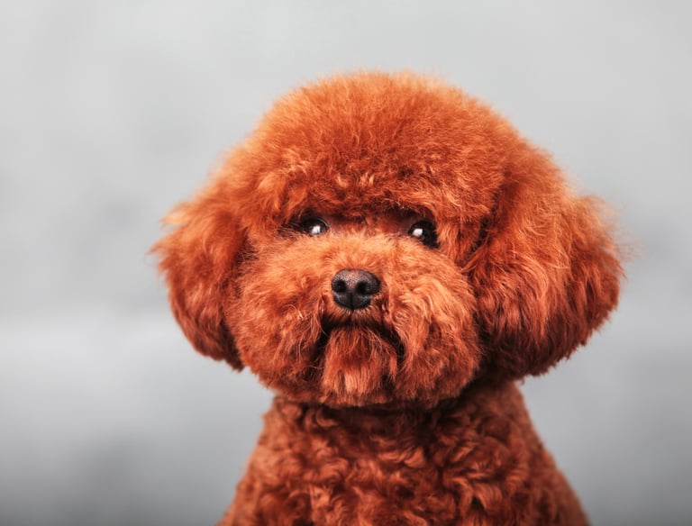 Maltipoo 