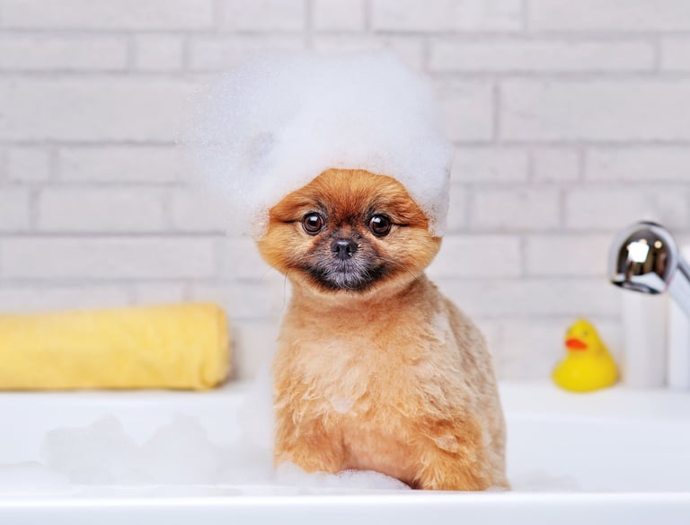 Pomeranian är en av vår specialitet. 