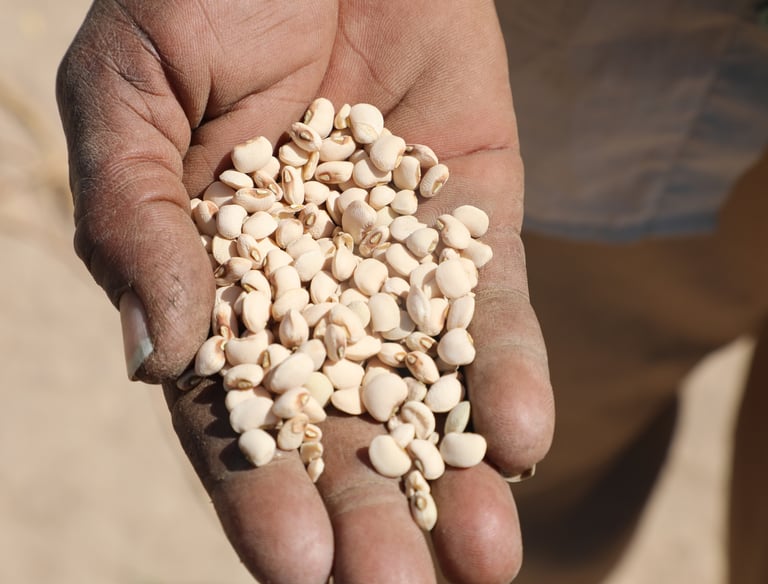 Grain seeds - Photo by magassa_muss via Iwaria