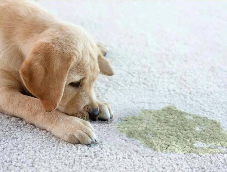 A guilty golden retriever puppy sitting next to a yellow pet urine stain on a white carpet.