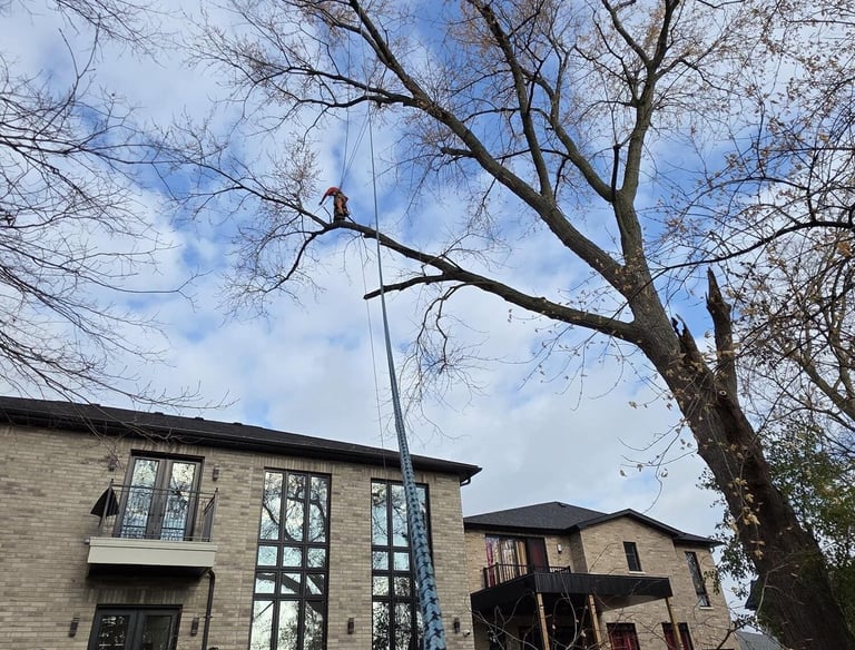 Arborist performing residential tree pruning and removal using ropes near a modern brick house.