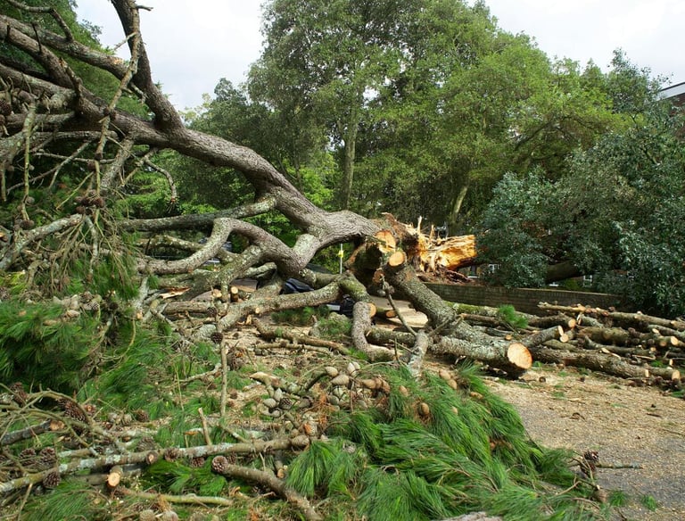 A large fallen pine tree blocking a road with storm damage debris and cut logs requiring emergency tree removal.