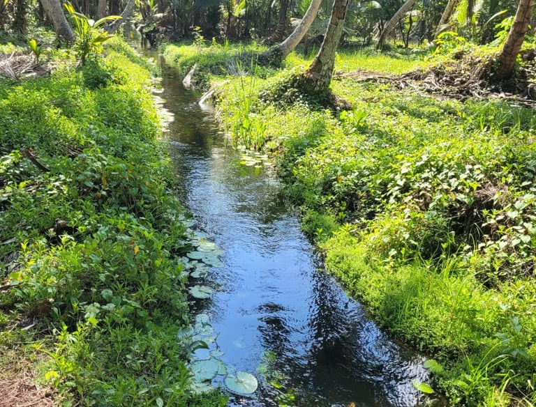 Moving brook with clear water amid palms;Arroyo en movimiento con agua clara entre palmeras