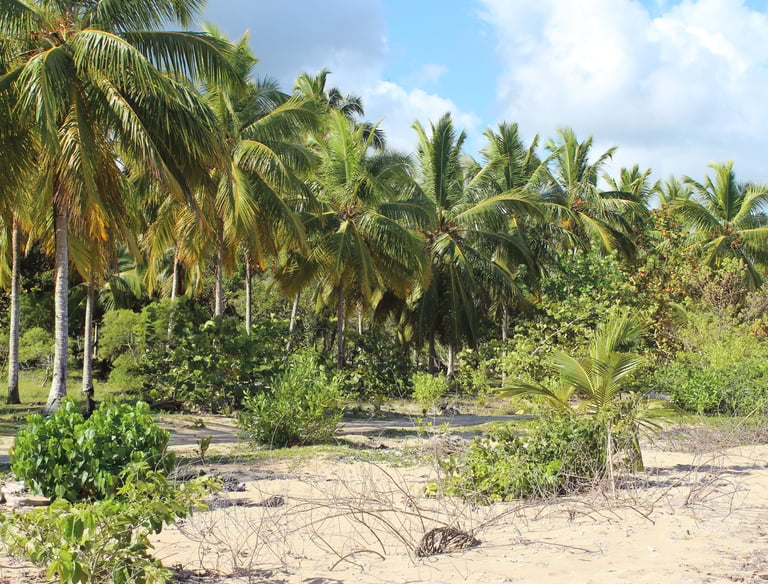 A sunny tropical beach with many tall green palm trees, lush foliage, and sandy ground, perfect for a vacation.