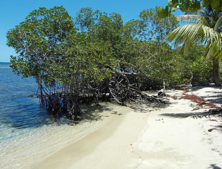 Calm sandy beach with mangroves;Playa de arena tranquila con manglares