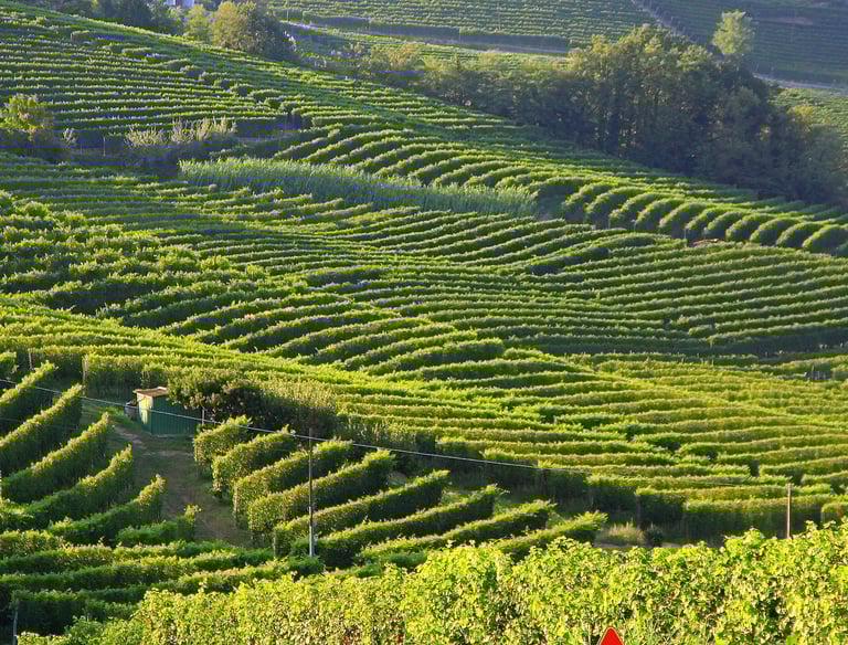 Vigne in Langhe e Monferrato