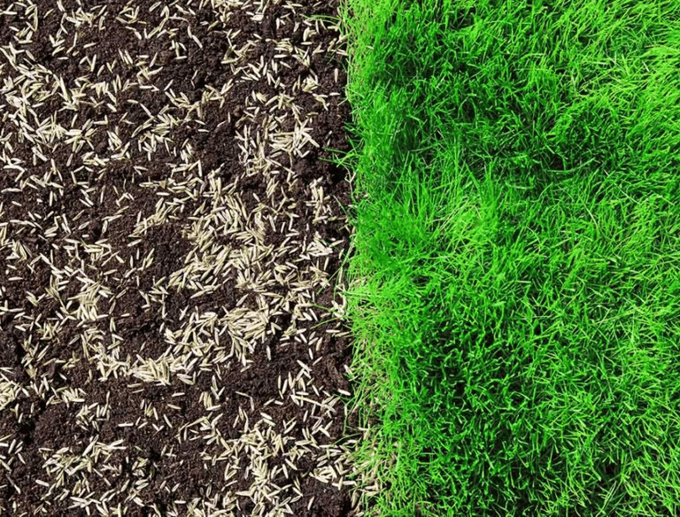 Тревни семена върху почва до здрава зелена трева, показващи резултатите от засяване и подсяване.