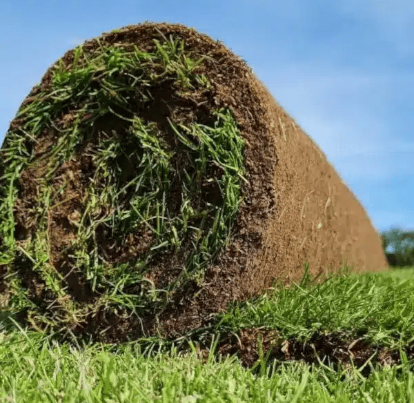 Свежо руло зелена тревна настилка, готово за полагане, с гъста здрава трева и подготвена почва отдол