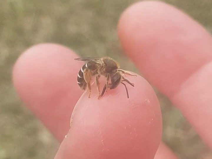 Близък план на местна българска пчела върху пръст в градина в Куртово Конаре.