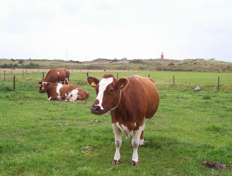 Camping De Duinen