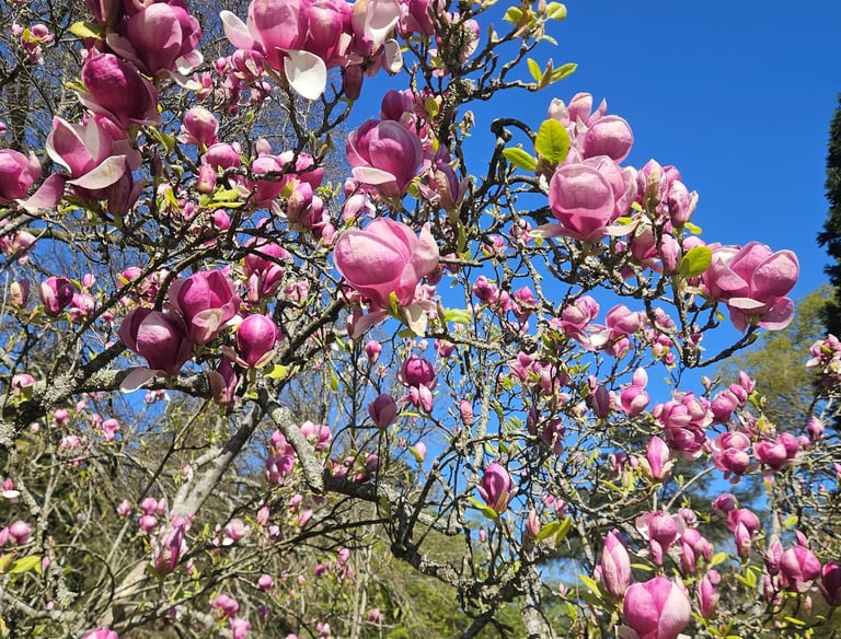 A magnolia in full flower