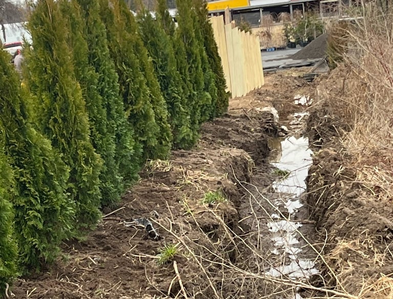 A row of green arborvitae privacy trees planted next to a muddy landscape drainage trench.