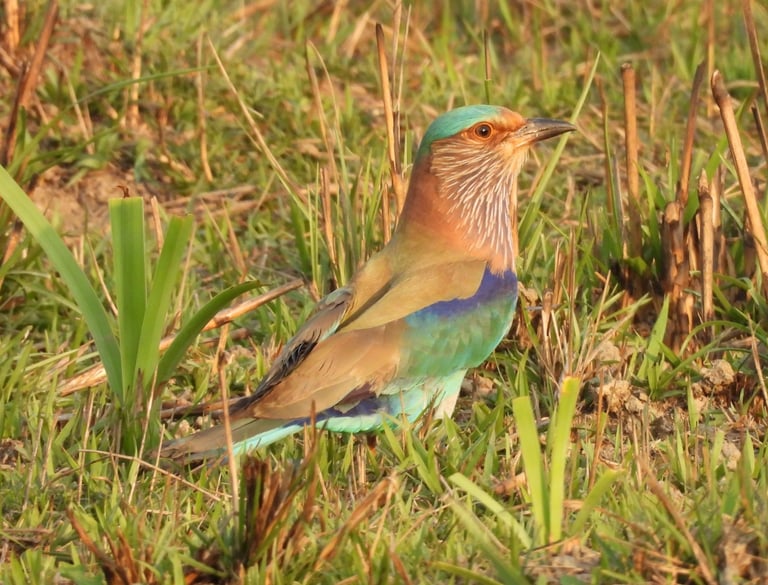 Jay in Bardiya