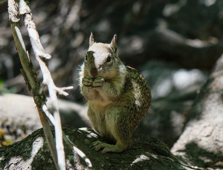 écureuil à yosemite national park
