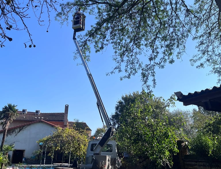 Elagage professionnel à Daux