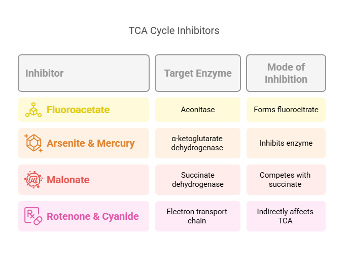 TCA-Inhibitors
