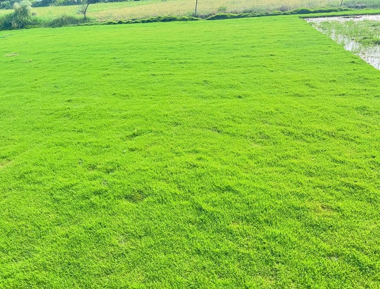 Lawn Grass Suppliers in Kadiyam