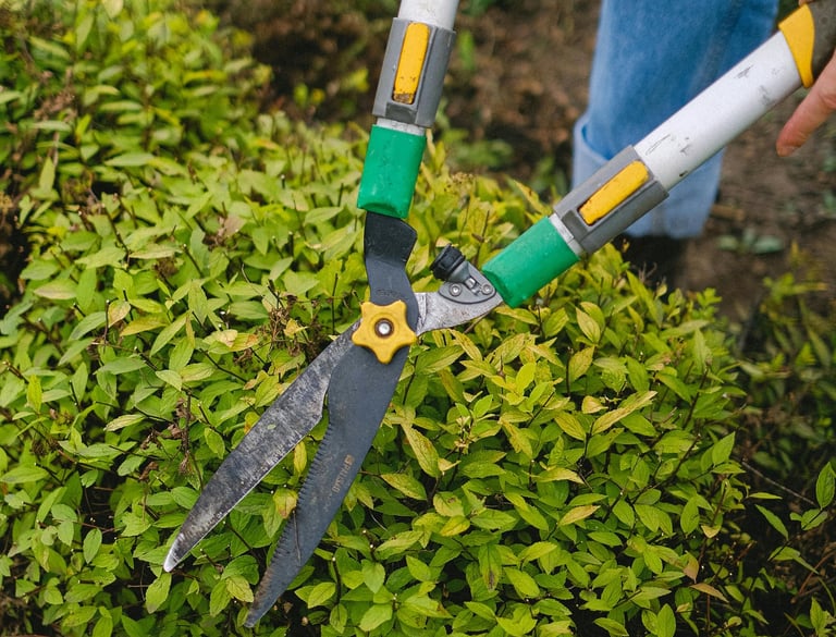 Pruning