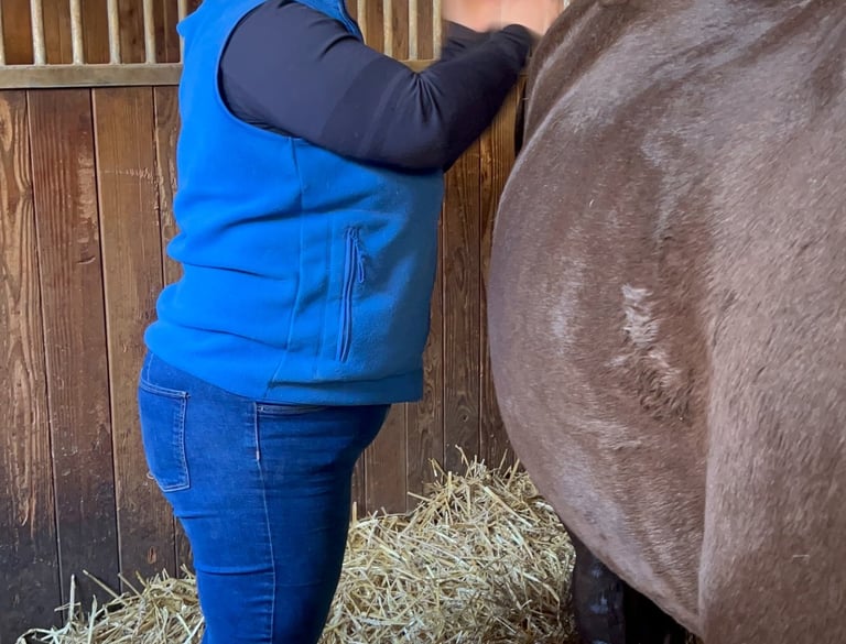 Une masseur équin masse énergiquement un cheval bai
