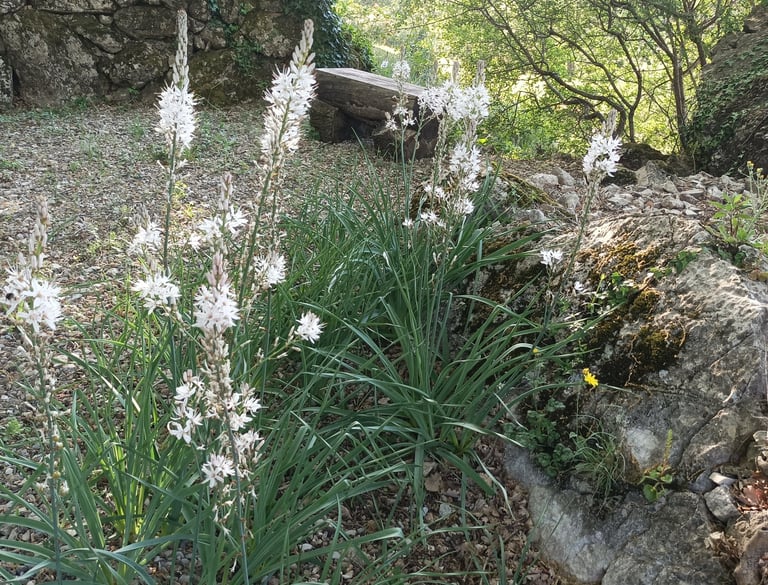 Asphodels