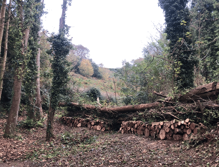 Land Culture_conservation forestry