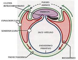 a diagram of the differents dimensions of human embrion with ectodermo, endodermo and mesodermo