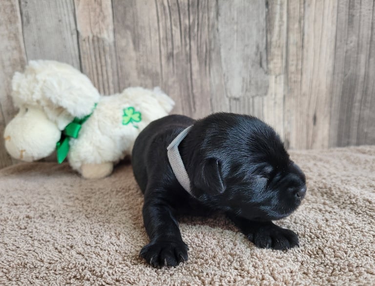 Collier gris des Diamants Noirs d'Also