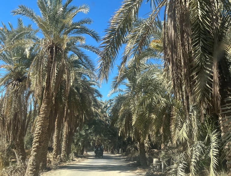 TAMAREIRAS DO OASIS DE SIWA E UMA DELICIA