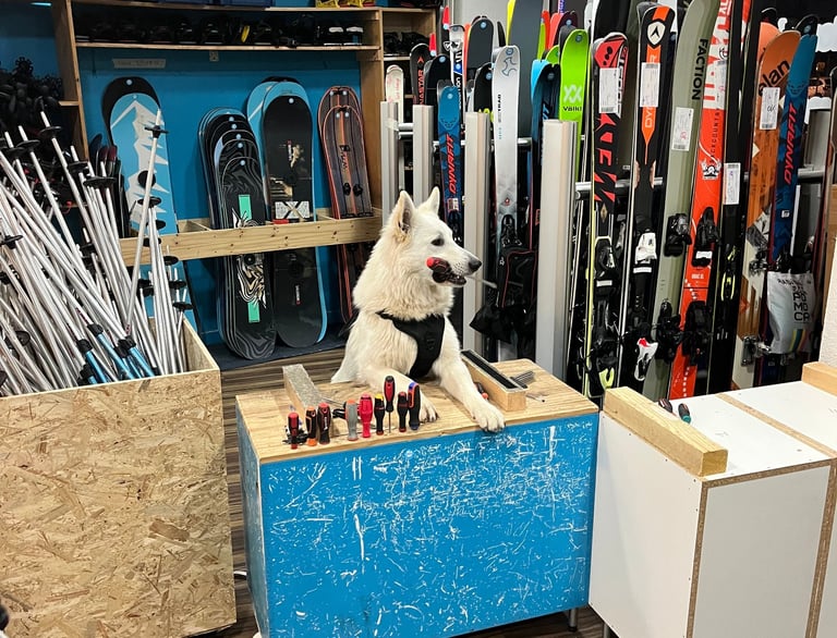 un chien avec un tournevis dans la gueule derrière un atelier de réparation