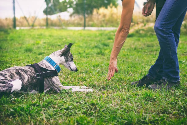 entrainement éducateur canin pendant une sessions d'éducation avec son chien à Bayonne, anglet