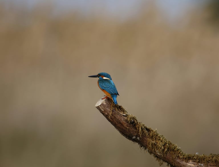 kingfisher bird on a wood