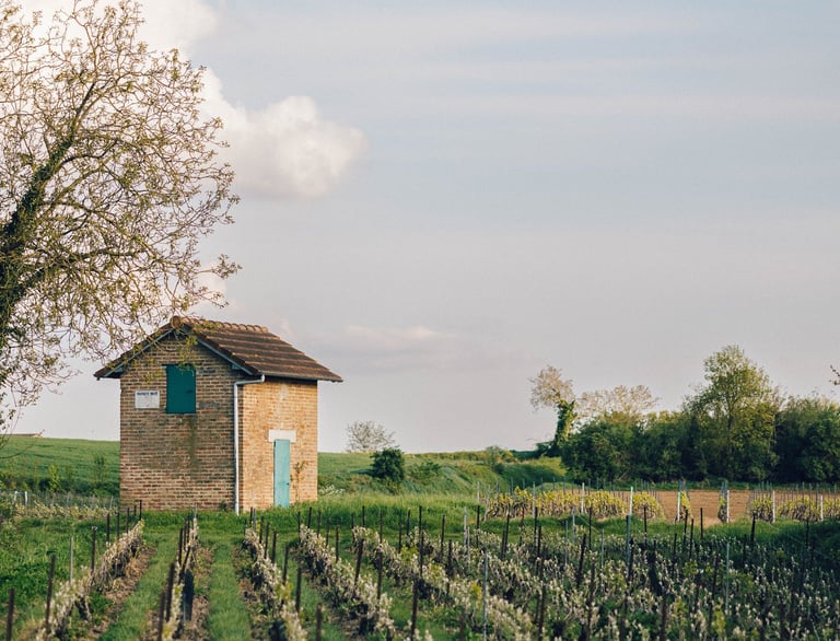 Paysage Vignes Merfy, Marne