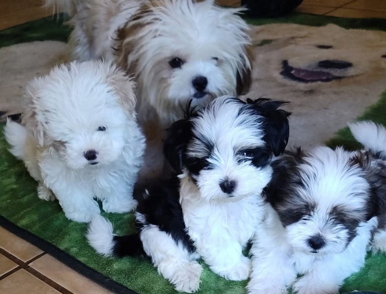 a group of Mal-Shi dogs that are sitting on a rug