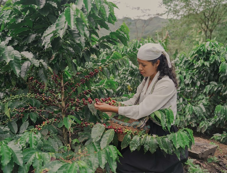 A woman harvests ripe red coffee beans from a lush green plant on a coffee farm.