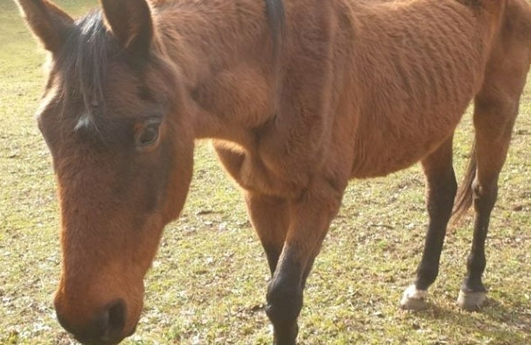 maltraitance chevaux